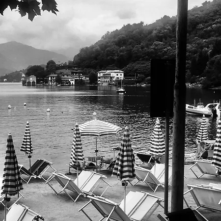 Camelia Riviera D'orta Gozzano